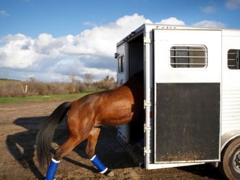 Exterior Cleaning Unlimited Loading Horse Trailer