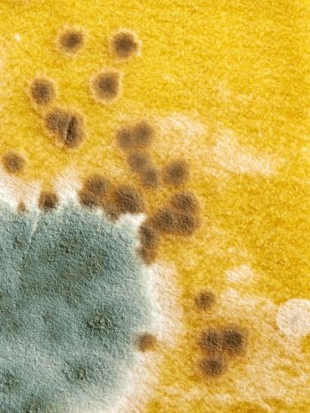 Exterior Cleaning Unlimited Mold Types